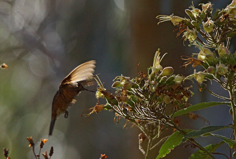 Colibri étincelant