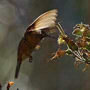 Colibri étincelant