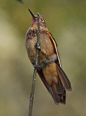 Colibri étincelant