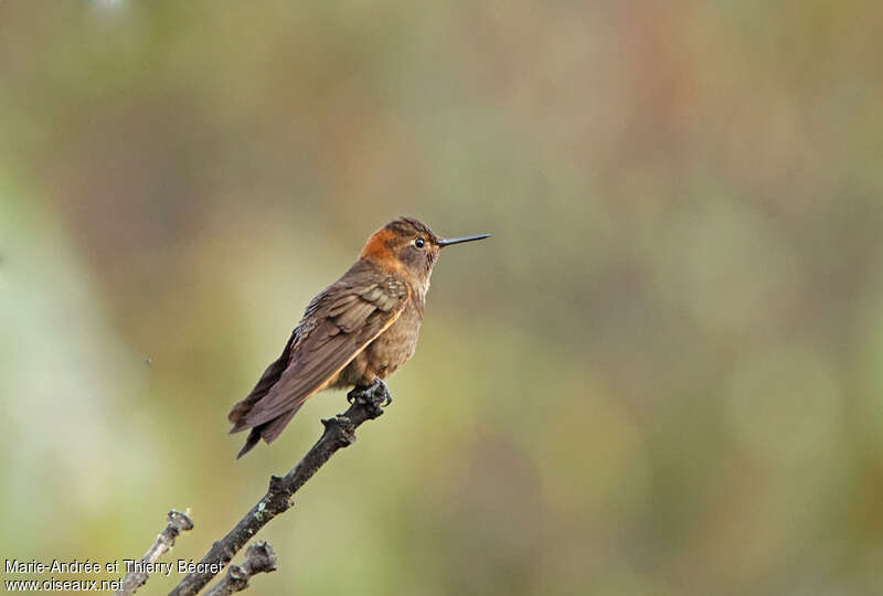 Shining Sunbeamadult, identification