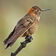 Colibri étincelant