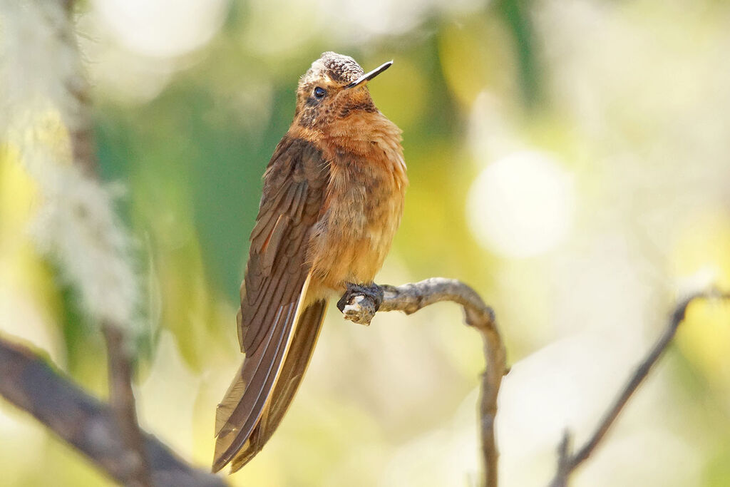 Colibri étincelant