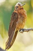 Colibri étincelant