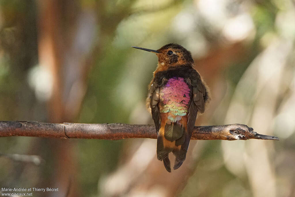 Shining Sunbeamadult, identification