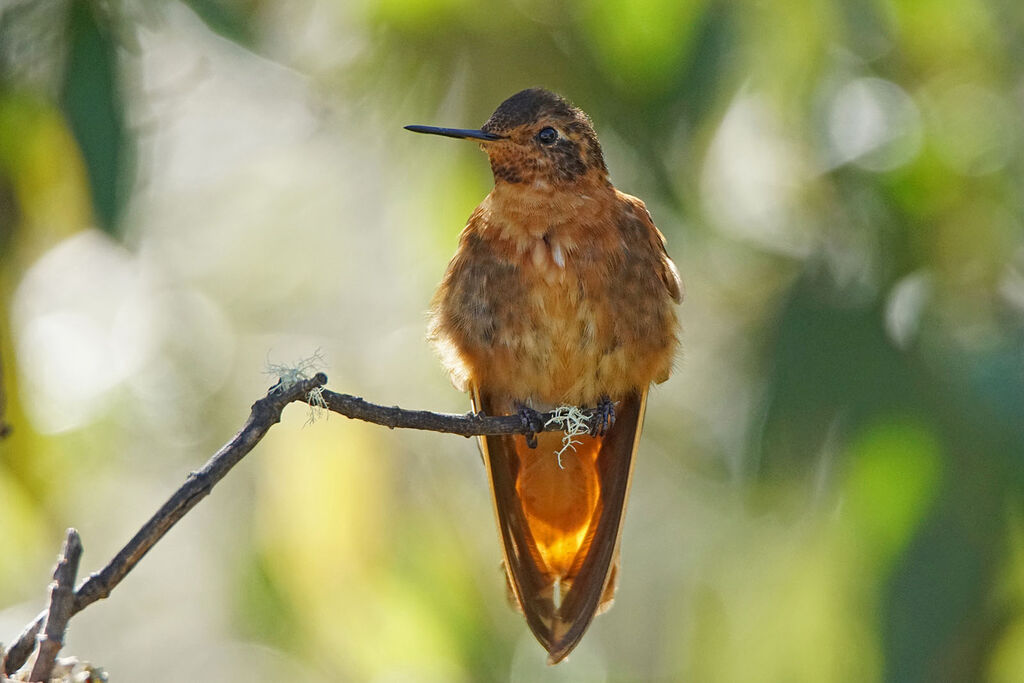 Colibri étincelant