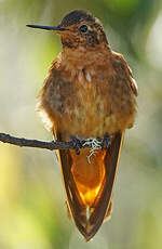 Colibri étincelant