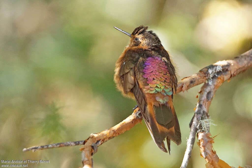 Shining Sunbeamadult, identification