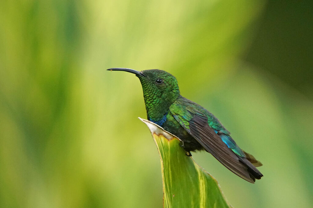 Green-throated Carib