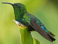 Colibri falle-vert