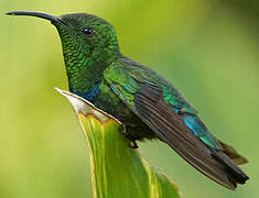 Colibri falle-vert