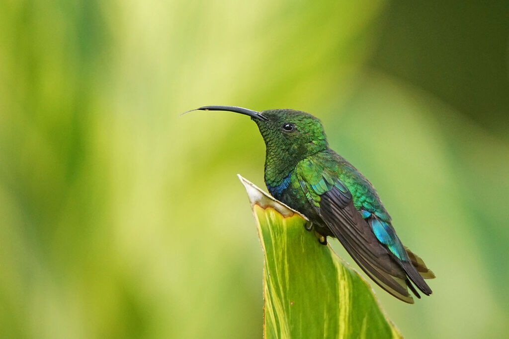 Green-throated Carib