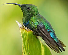 Green-throated Carib