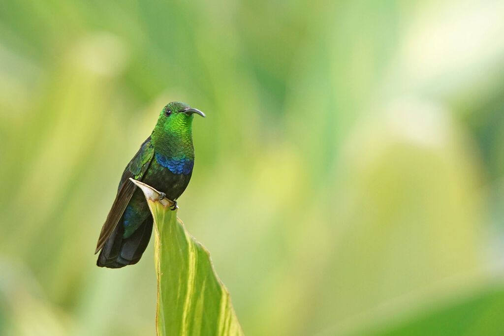 Green-throated Carib