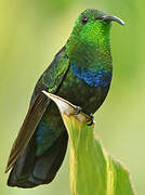 Green-throated Carib