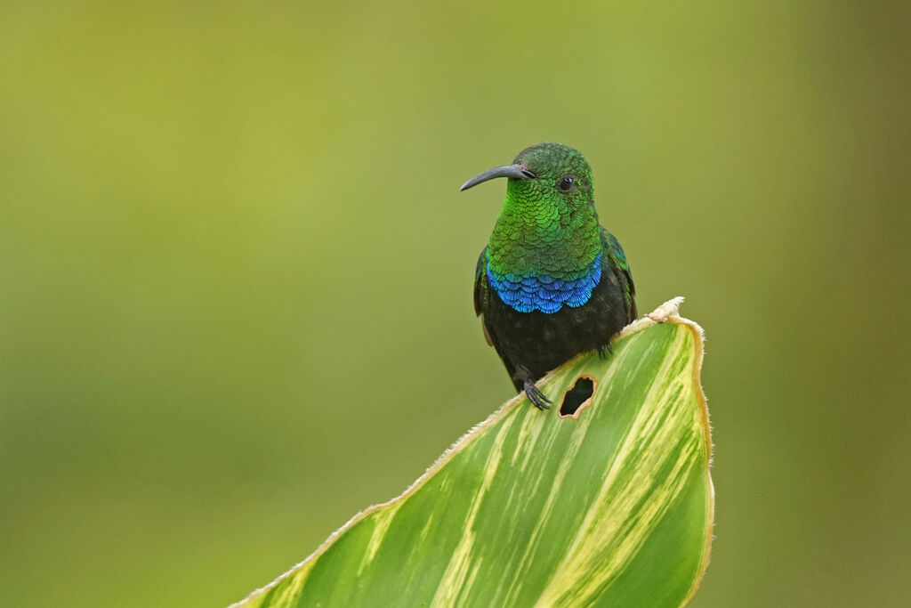 Colibri falle-vert