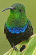 Colibri falle-vert