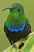 Green-throated Carib