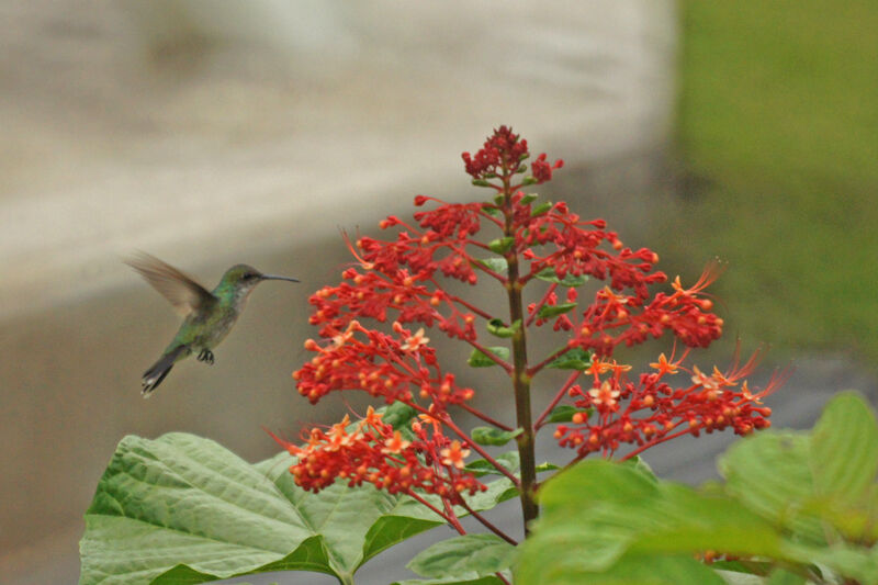 Sapphire-throated Hummingbird