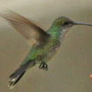 Colibri faux-saphir