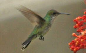 Sapphire-throated Hummingbird