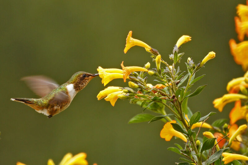 Colibri flammule