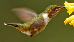 Volcano Hummingbird