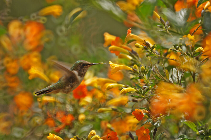 Colibri flammule