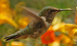 Volcano Hummingbird