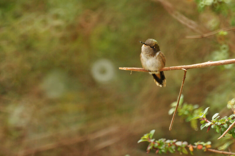 Volcano Hummingbird