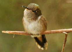 Volcano Hummingbird