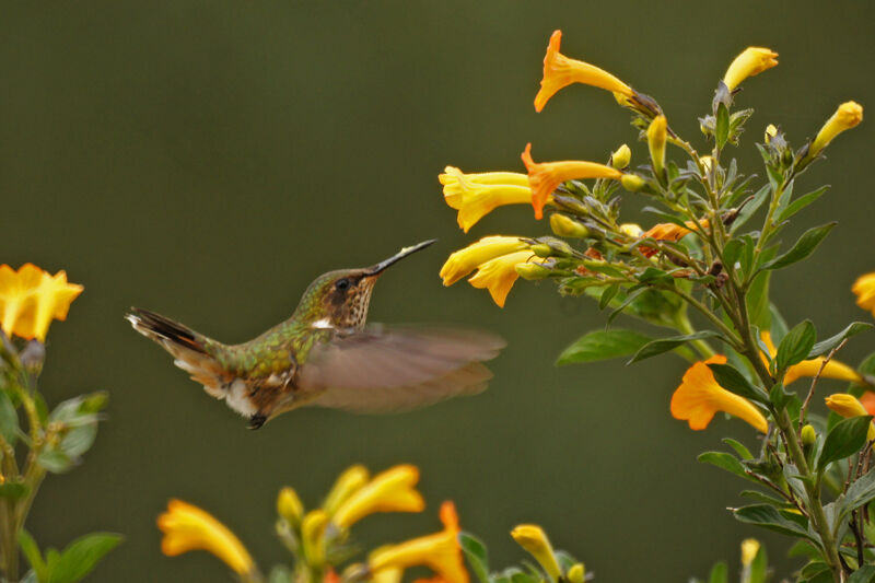 Volcano Hummingbird