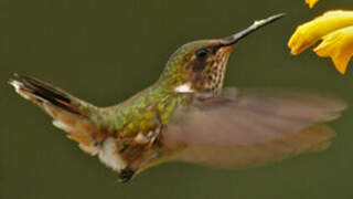 Volcano Hummingbird