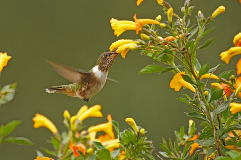 Volcano Hummingbird