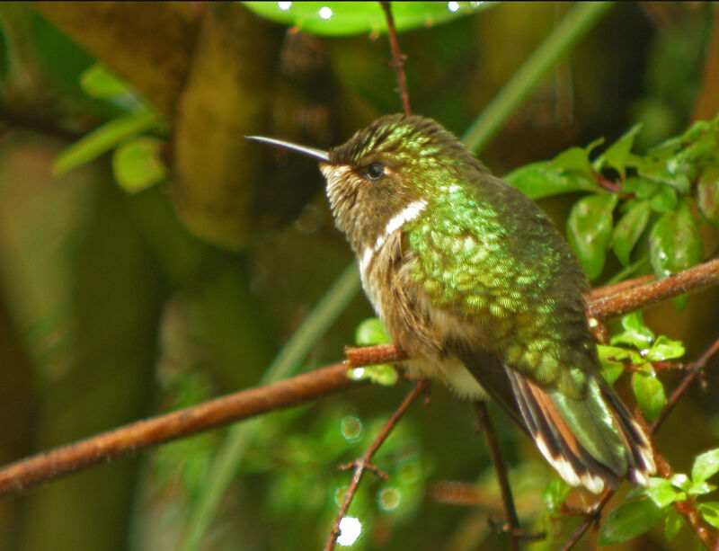 Colibri flammule