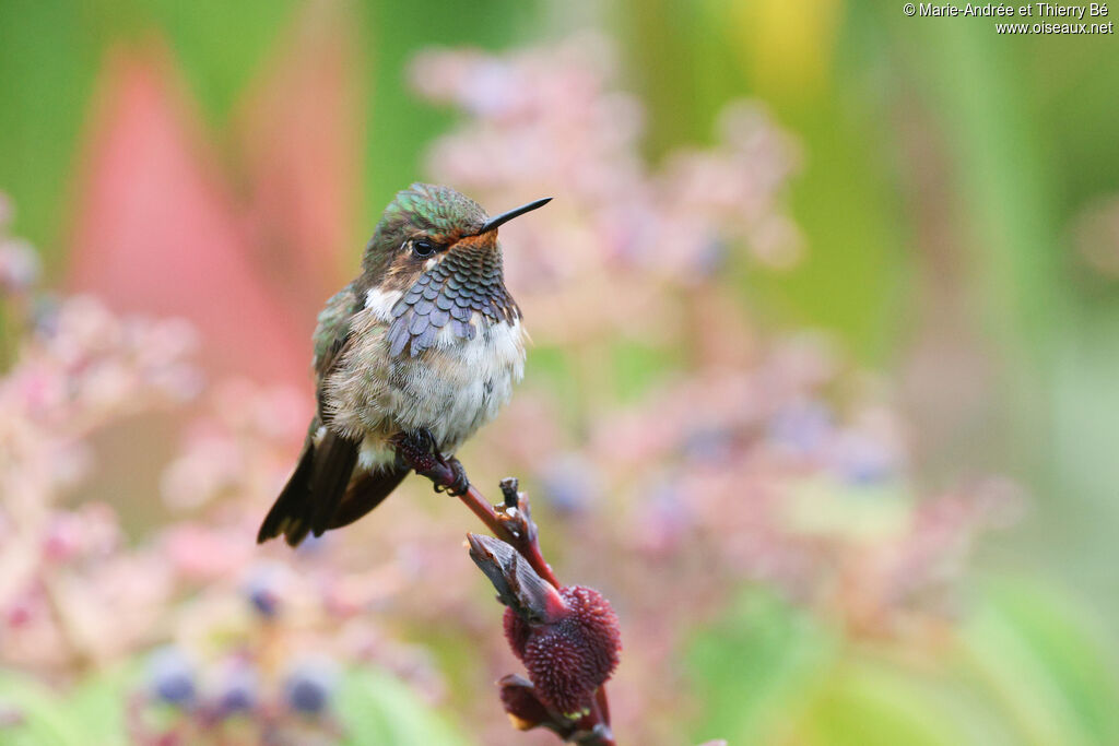 Colibri flammule mâle