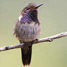 Colibri flammule