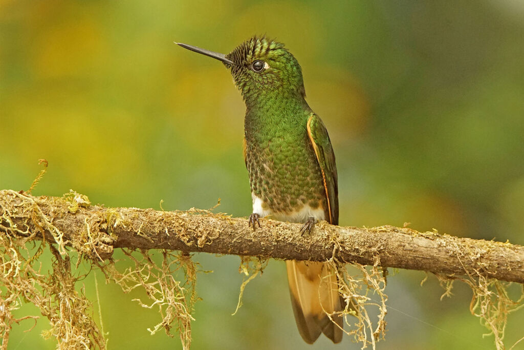 Buff-tailed Coronet