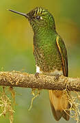 Buff-tailed Coronet