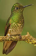 Buff-tailed Coronet