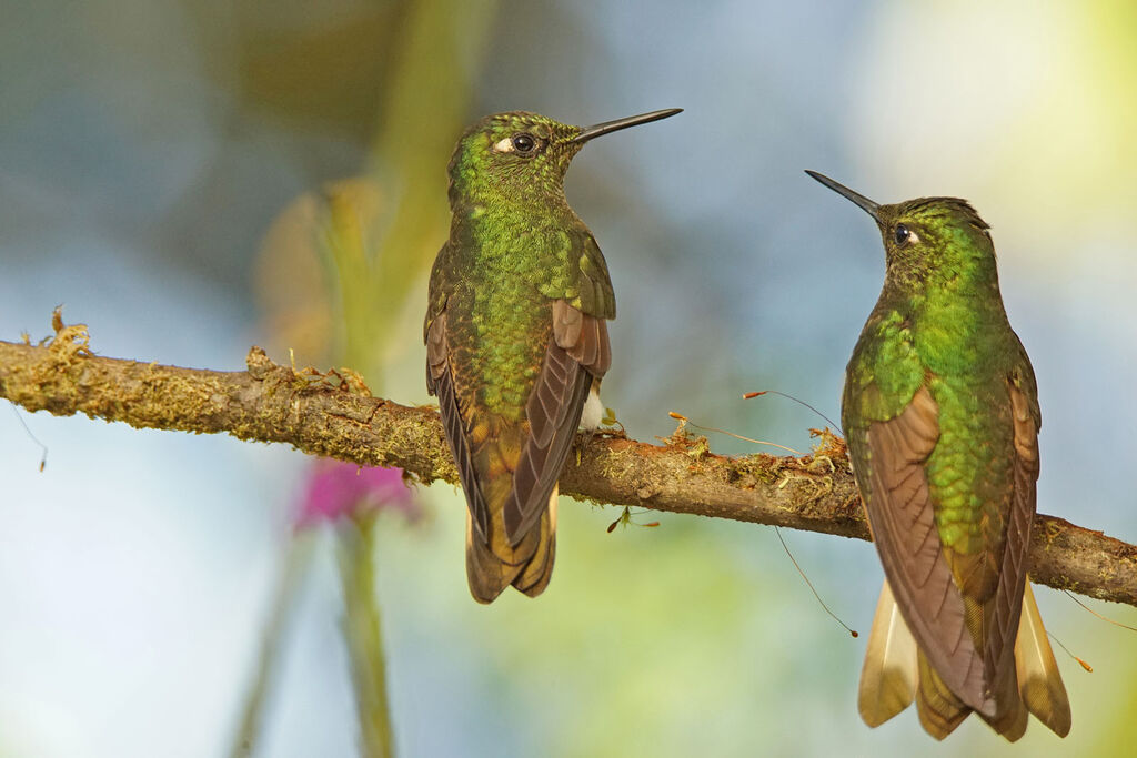 Buff-tailed Coronet