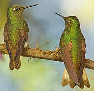 Buff-tailed Coronet