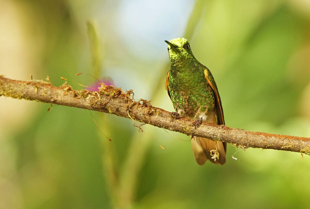 Colibri flavescent