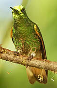 Buff-tailed Coronet