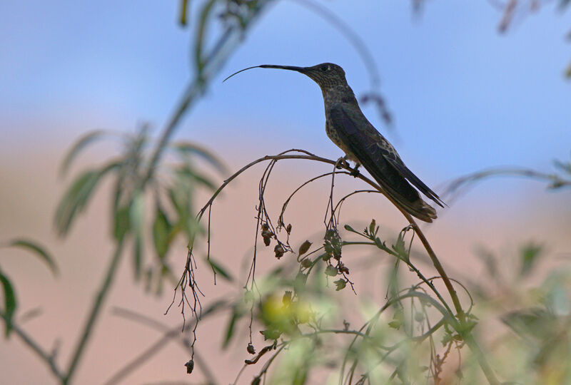 Giant Hummingbird