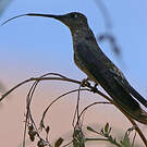 Colibri géant