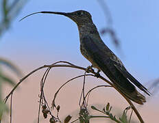 Giant Hummingbird