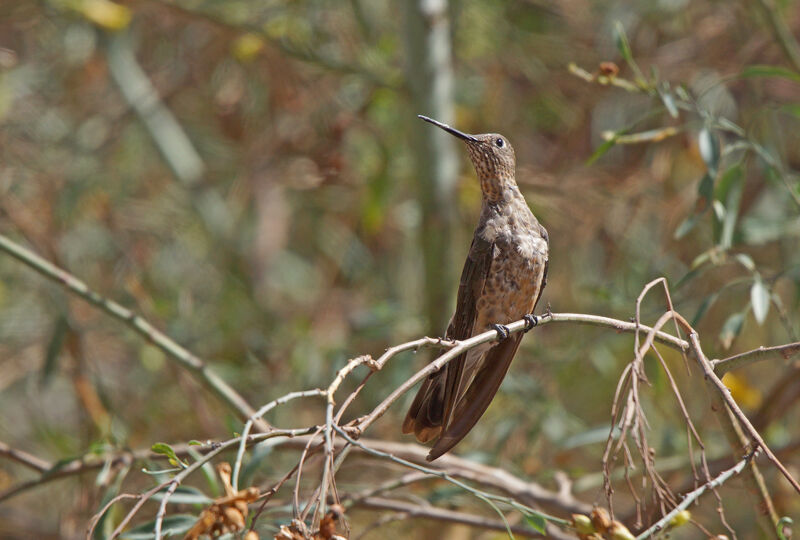 Giant Hummingbird