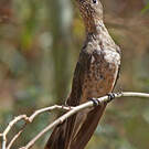 Colibri géant