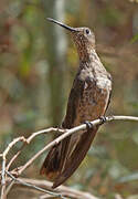 Giant Hummingbird