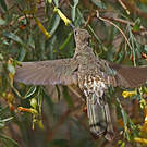 Colibri géant
